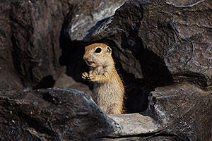 Ground Squirrels in Tucson