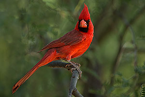 Cardinal in Santa Catalina Mountains