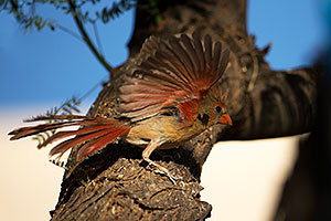 Cardinal [female] in Tucson