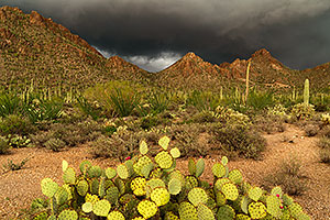Prickly Pear cactus with red fruit and oncoming monsoon in Tucson Mountains