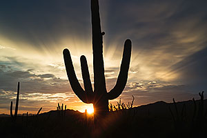 Sunset Saguaro silhouette in Tucson Mountains