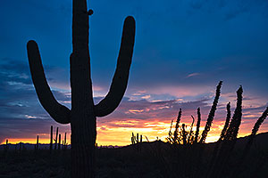 Sunset Saguaro silhouette in Tucson Mountains