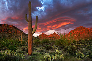 Sunset Saguaro in Tucson Mountains