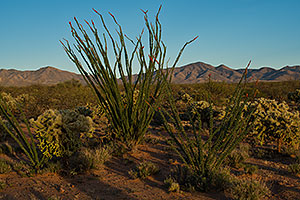 Ocotillo flowers by Santa Rita Mountains in Arizona