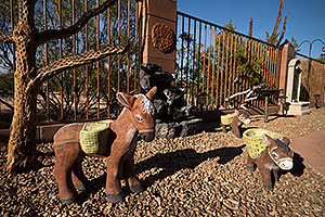 Donkeys in Green Valley, Arizona