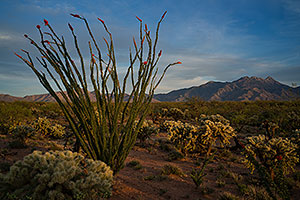 Ocotillo and Santa Rita Mountains, Arizona