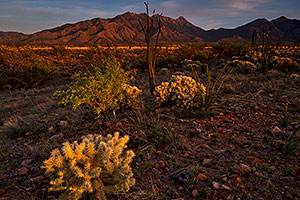 Evening at Santa Rita Mountains, Arizona
