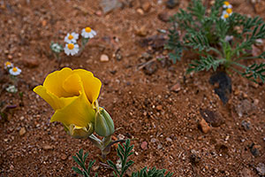 Golden Poppy flower near Santa Rita Mountains, Arizona