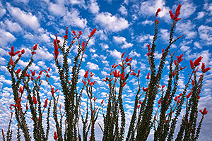 Ocotillo flowers in Green Valley, Arizona