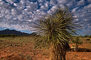Desert Spoon (aka Sotol) near Santa Rita Mountains