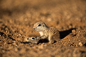 Baby Round Tailed Ground Squirrels playing