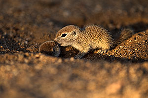 Baby Round Tailed Ground Squirrels playing
