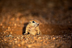 Baby Round Tailed Ground Squirrel