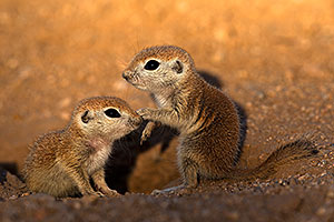 Baby Round Tailed Ground Squirrels