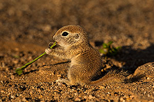 Baby Round Tailed Ground Squirrel with Mesquite beans