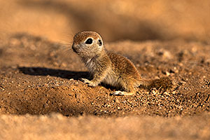 Baby Round Tailed Ground Squirrel standing up