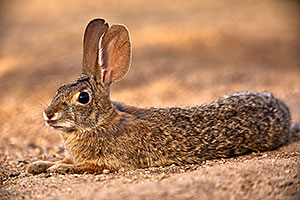 Desert Cottontail relaxing in Green Valley