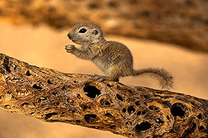 Baby Round Tailed Ground Squirrel on a cholla