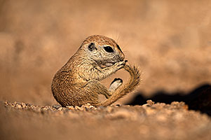 Baby Round Tailed Ground Squirrel with a curved tail