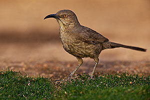 Curved Bill Thrasher in Green Valley