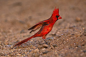 Male Cardinal in Green Valley