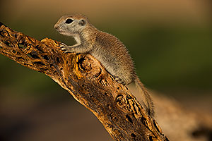 Round Tailed Ground Squirrel on cholla