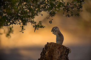 Round Tailed Ground Squirrel in Green Valley