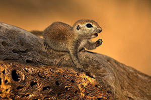 Round Tailed Ground Squirrel on cholla
