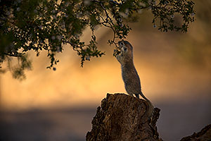 Round Tailed Ground Squirrel in Green Valley