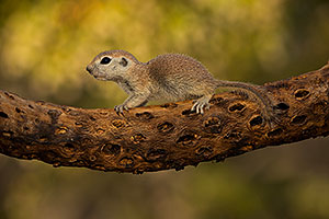 Round Tailed Ground Squirrel on Cholla