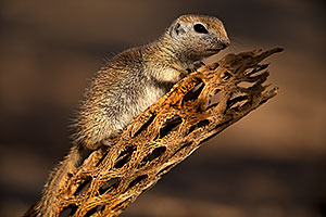 Baby Round Tailed Ground Squirrel on a cholla