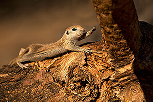 Baby Round Tailed Ground Squirrel