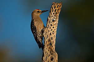 Male Gila Woodpecker in Green Valley