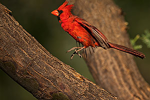 Cardinal in Green Valley