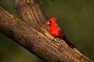 Cardinal in Green Valley