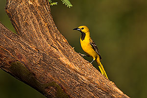 Oriole in Green Valley