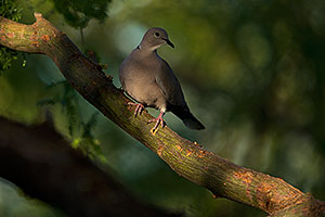 Eurasian Collared Dove in Green Valley