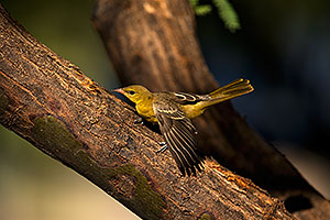 Female Oriole in Green Valley