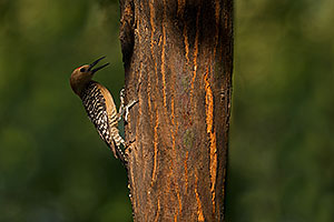 Gila Woodpecker on a tree in Green Valley