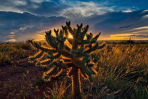 Cholla sunset in Green Valley, Arizona