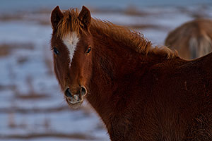 Navajo horses near Grand Canyon