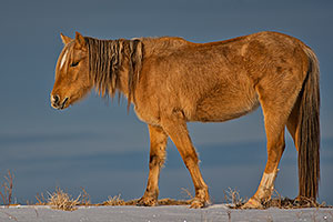Navajo horses near Grand Canyon