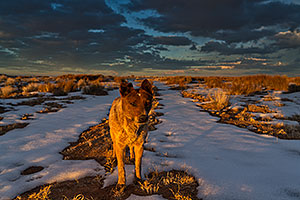 Navajo dog near Grand Canyon