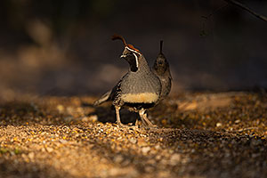 Gambels Quail in Green Valley