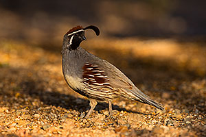 Gambels Quail in Green Valley