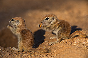 Baby Round Tailed Ground Squirrels in Green Valley