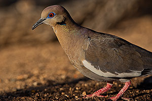 White Winged Dove (male) in Green Valley