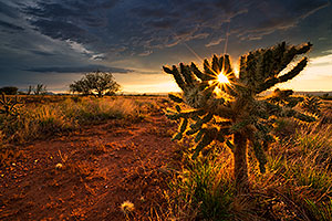 Cholla cactus sunset Green Valley