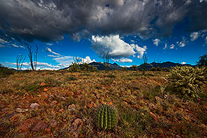 Barrel Cactus and Santa Rita Mountains