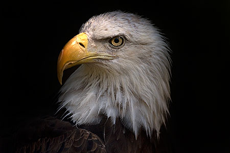 Bald Eagle portrait 